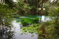 New Zealand - Hamurana Springs