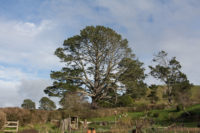 A Tour of Hobbiton - Movie Set Tour 2017