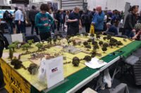 South London Warlords - Salute 2018