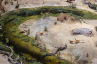 Senckenberg Naturmuseum