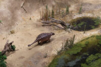 Senckenberg Naturmuseum