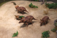 Senckenberg Naturmuseum